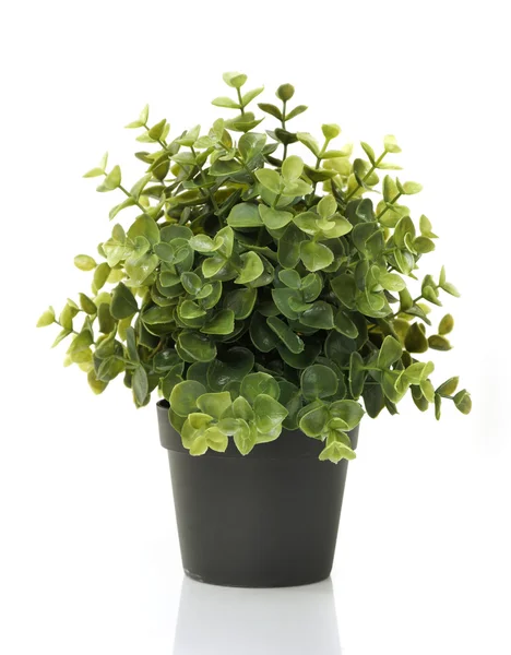 Home plant in pot — Stock Photo, Image