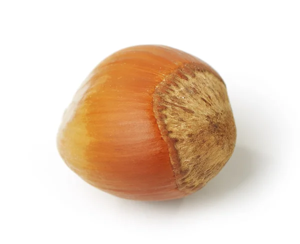 Nut isolated — Stock Photo, Image
