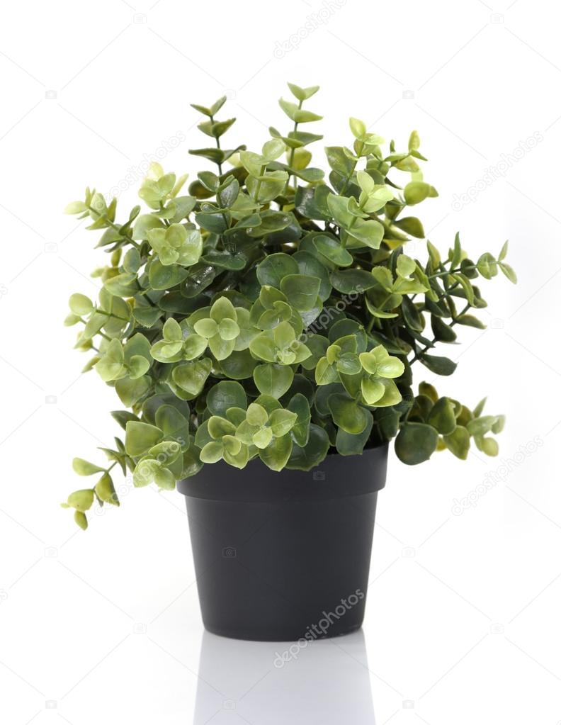 Home plant in pot