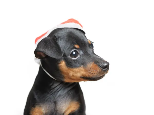 Hond in Kerstman hoed — Stockfoto