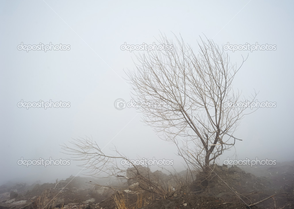 Landscape with fog and tree