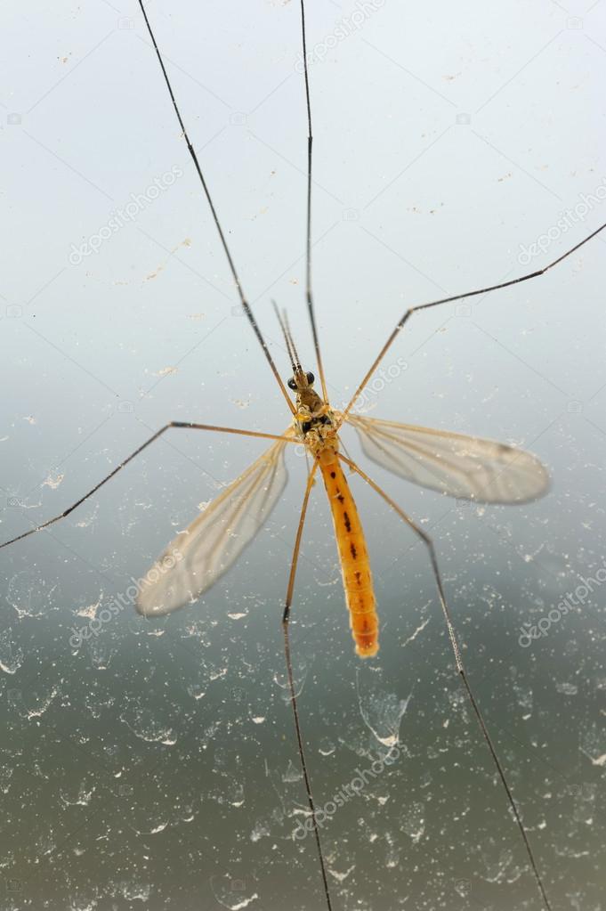 Mosquito bug on dirty window