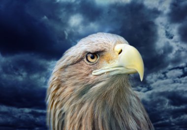 kartal