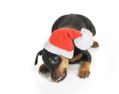 Noel Baba şapkası izole köpek