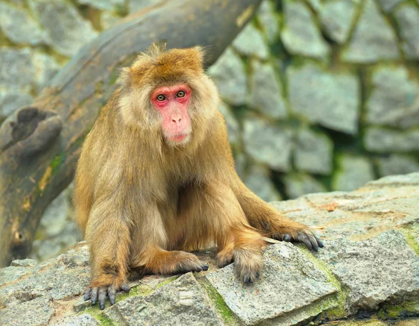 Macaco. — Fotografia de Stock