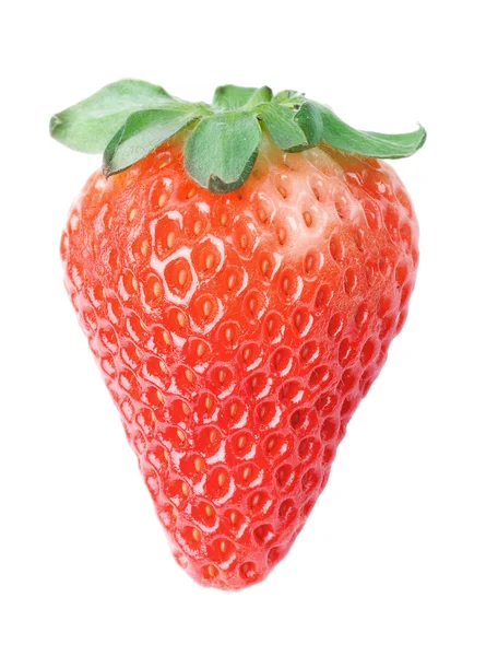 Enda färska röda jordgubb — Stockfoto