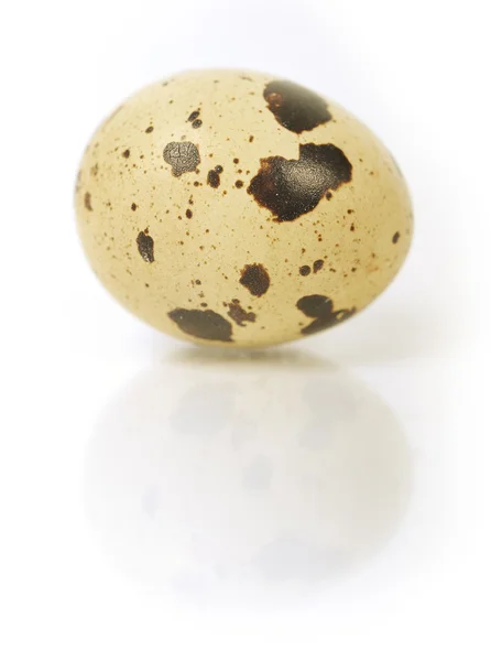 Single egg — Stock Photo, Image