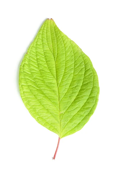 Single leaf — Stock Photo, Image