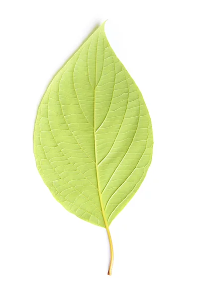 Single leaf — Stock Photo, Image