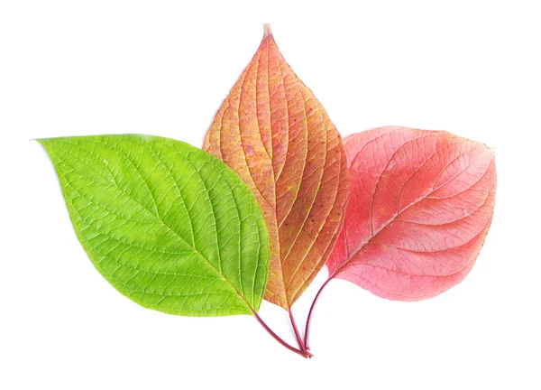 Group of leafs — Stock Photo, Image