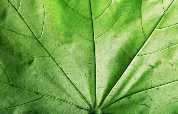 Macro leaf — Stock Photo, Image