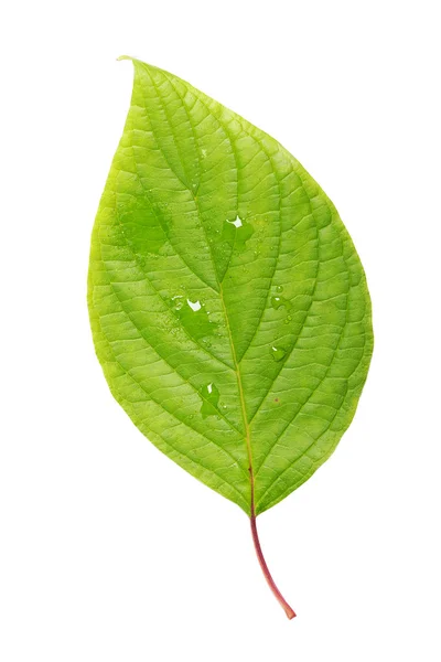 Single leaf — Stock Photo, Image