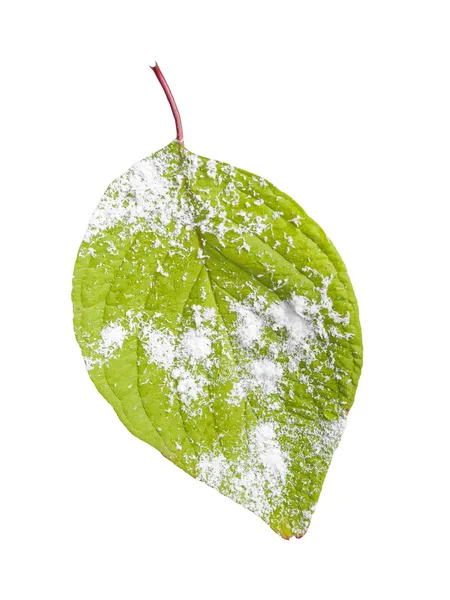 Single leaf — Stock Photo, Image