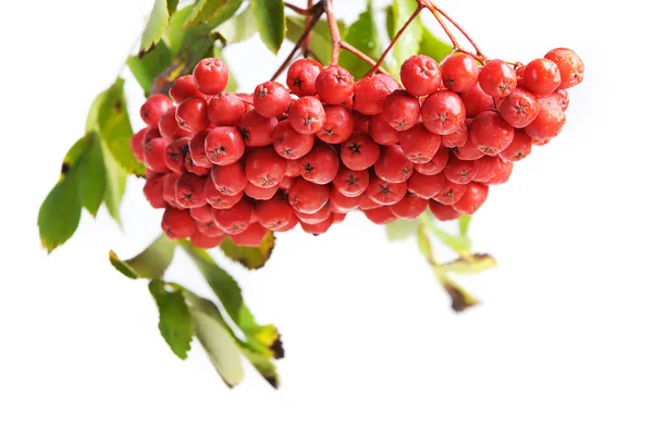 Bunch of red rowan — Stock Photo, Image