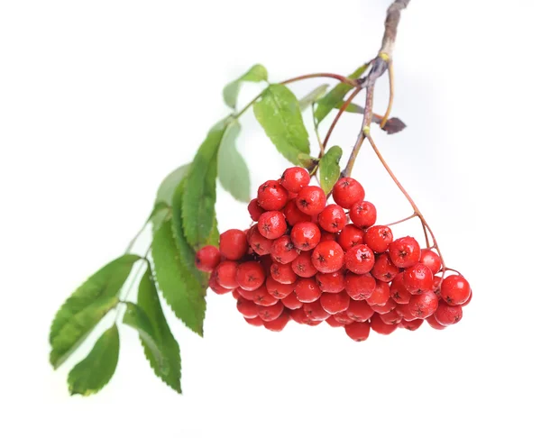 Bunch of red rowan — Stock Photo, Image