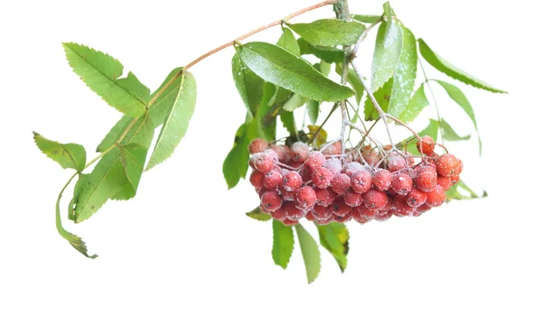 Bunch of red rowan isolated on white — Stock Photo, Image