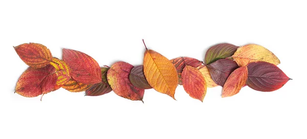 Autumn leaves — Stock Photo, Image