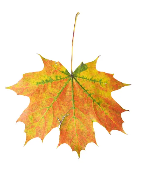 Maple leaf — Stock Photo, Image