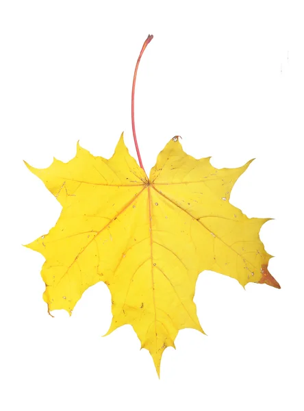 Maple leaf — Stock Photo, Image