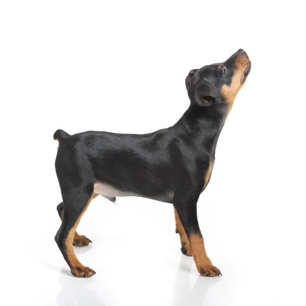 Minyatür pinscher. — Stok fotoğraf