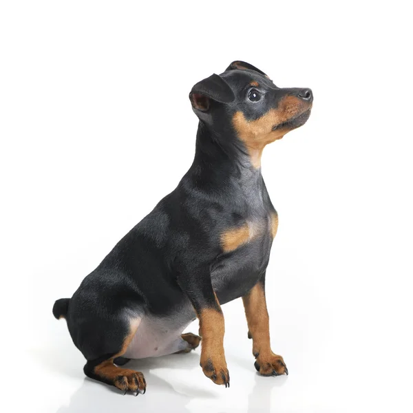 Minyatür pinscher. — Stok fotoğraf