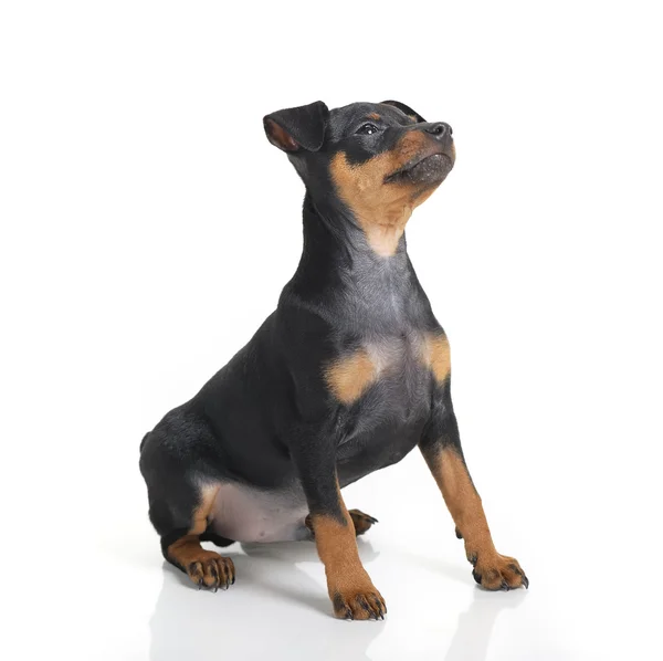 Minyatür pinscher köpek yavrusu üzerinde beyaz izole — Stok fotoğraf