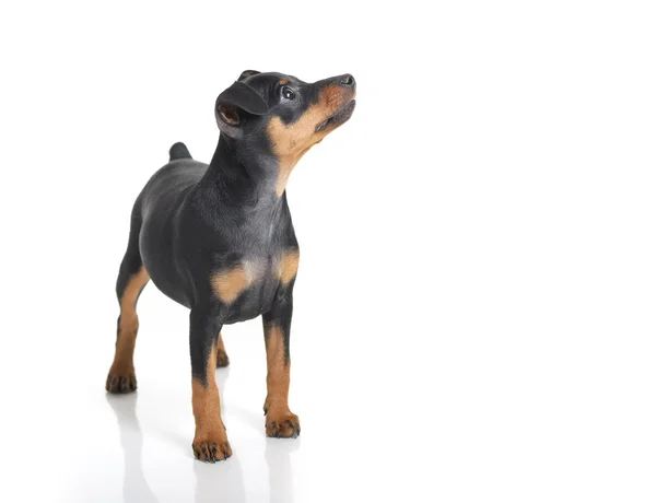 孤立的微型 pinscher 小狗 — 图库照片