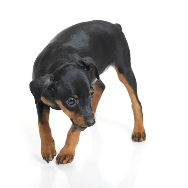 Miniatuur pinscher — Stockfoto