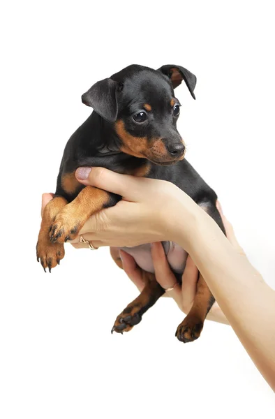 Miniatyr pinscher — Stockfoto