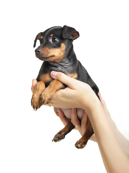 Miniatuur pinscher — Stockfoto