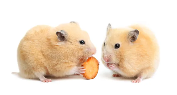 Hamster divertido come Imagen de stock