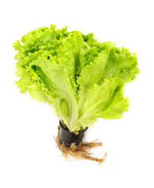 taze salata marul