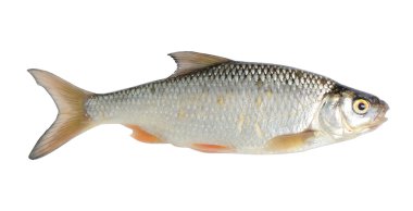 Fish clipart