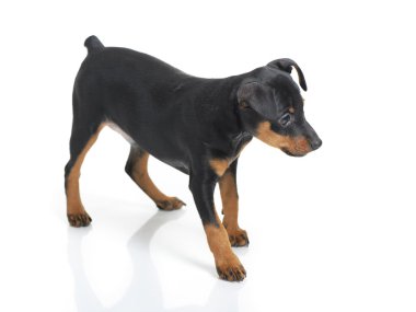 Minyatür pinscher.