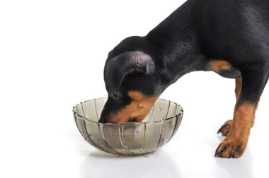 Minyatür pinscher.
