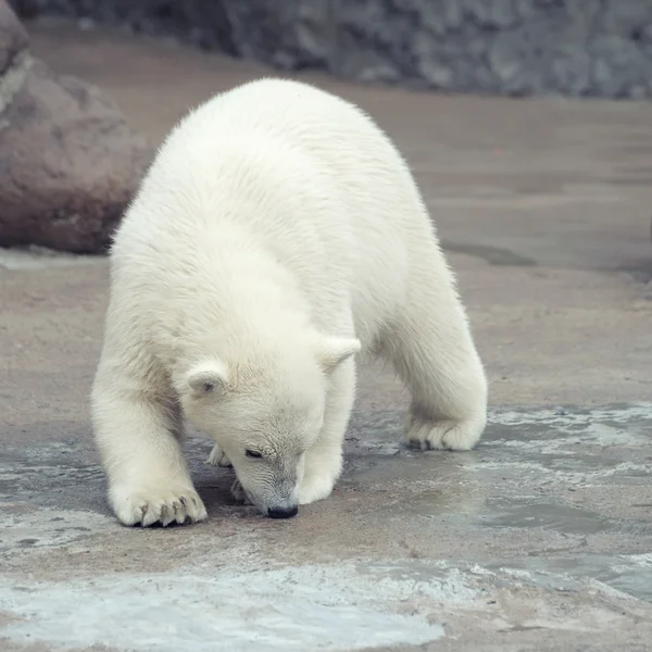 Pequeño oso polar —  Fotos de Stock