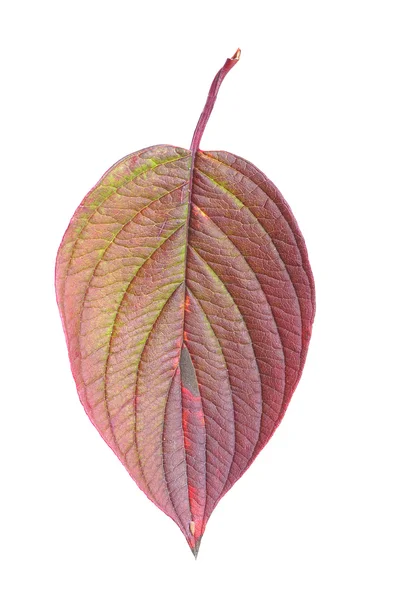 Autumn leaf — Stock Photo, Image