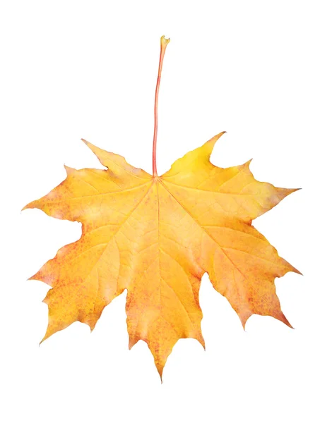 Maple leaf — Stock Photo, Image