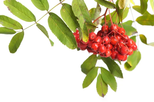 Bunch of red rowan — Stock Photo, Image