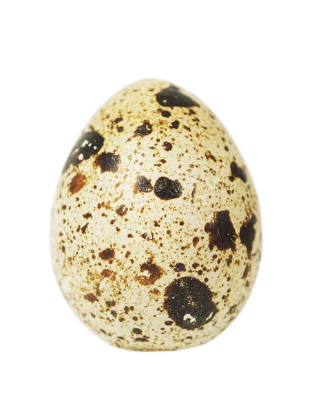 Single quail egg isolated over white — Stock Photo, Image