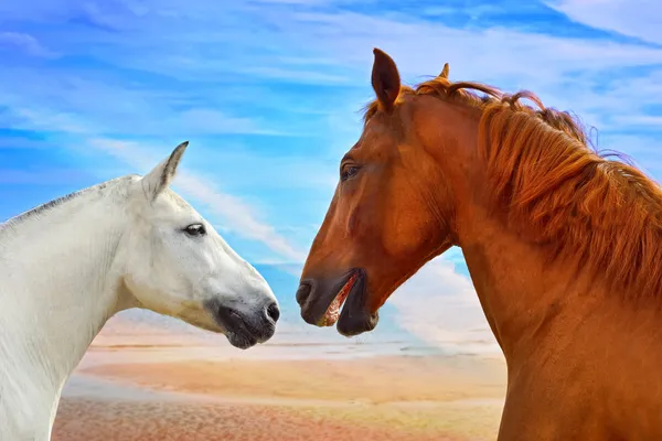 Two heads of beautiful horses in love — Stock Photo, Image