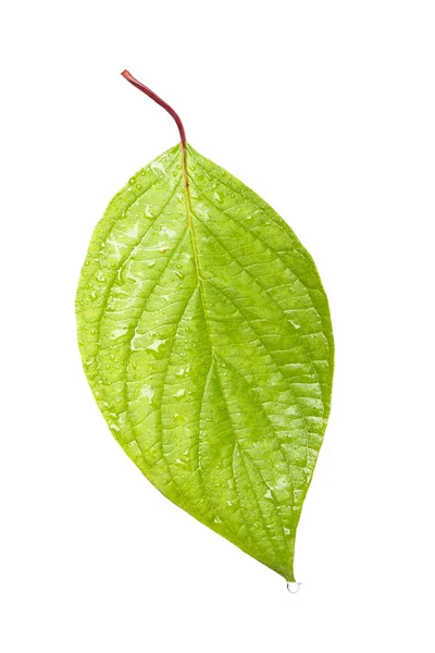 Single leaf — Stock Photo, Image