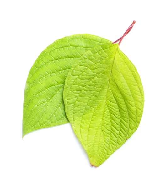 Skupina leafs — Stockfoto