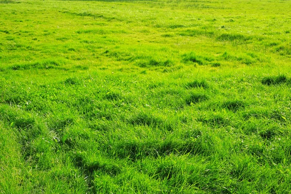 Grama verde — Fotografia de Stock