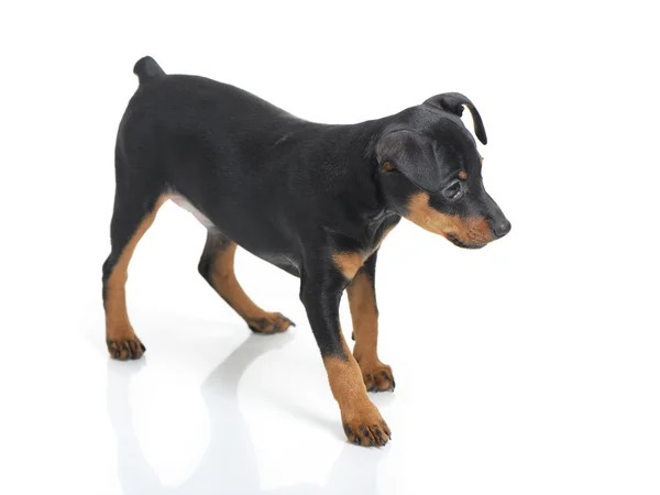 Miniatyr pinscher — Stockfoto