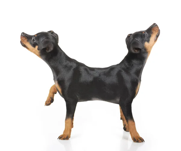 Pinscher miniatura —  Fotos de Stock