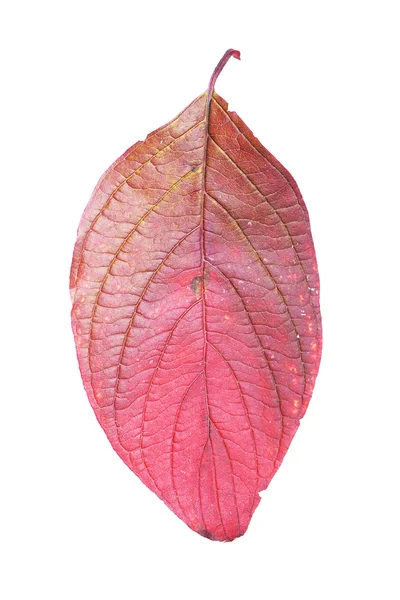 Autumn leaf — Stock Photo, Image