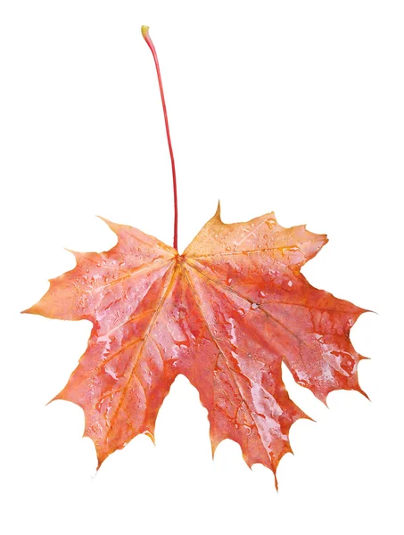 Single leaf — Stock Photo, Image