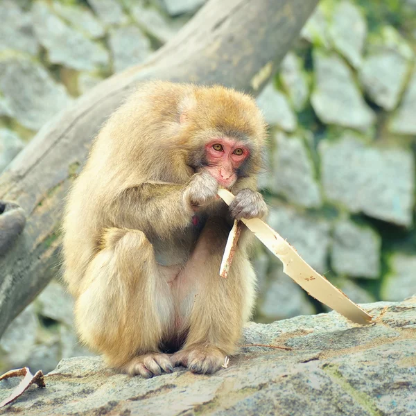 Einsamer Affe frisst — Stockfoto