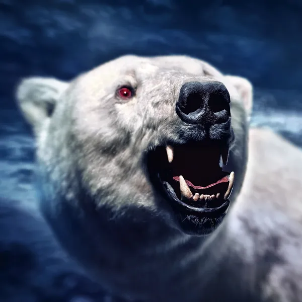 Zły biały polarny niedźwiedź z ostrymi zębami — Zdjęcie stockowe